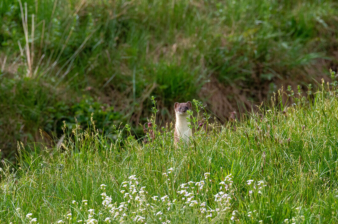 Hermelin (Mustela erminea) im Naturschutzgebiet Haarmoos, bei Laufen an der Salzach, Oberbayern, Bayern, Deutschland