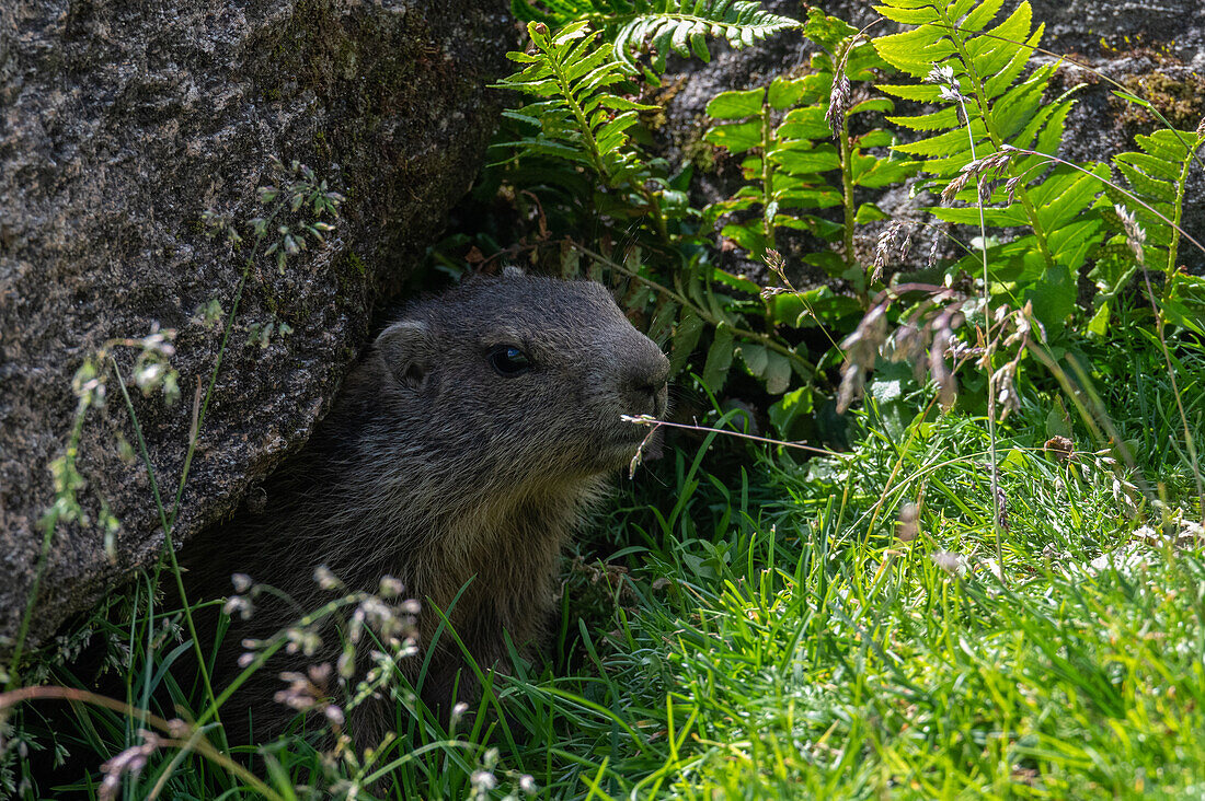  Marmot (Marmota marmota), young animal, in the Hohe Tauern National Park, Kals Valley, Tyrol, Austria 