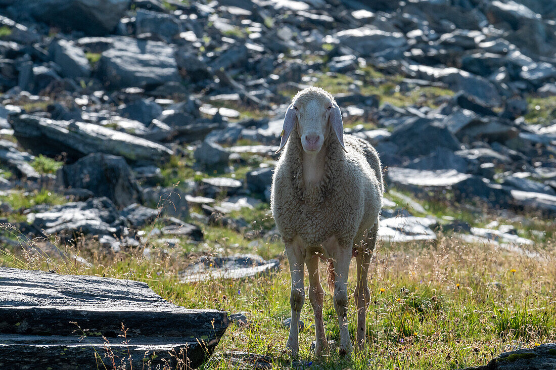 Schaf beim Weiden auf hochalpinen Matten und Weiden im Nationalpark Hohe Tauern, Salzburg, Österreich