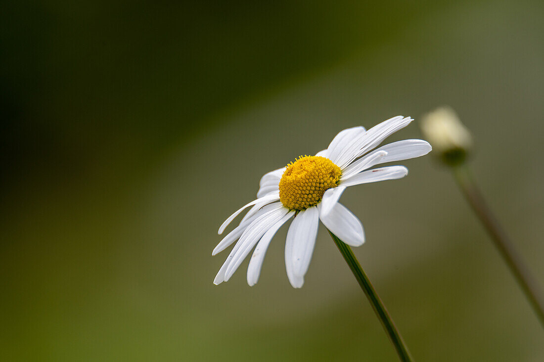 Margerite (Leucanthemum vulgare) auf den Almwiesen, Nationalpark Hohe Tauern, Salzburg, Österreich