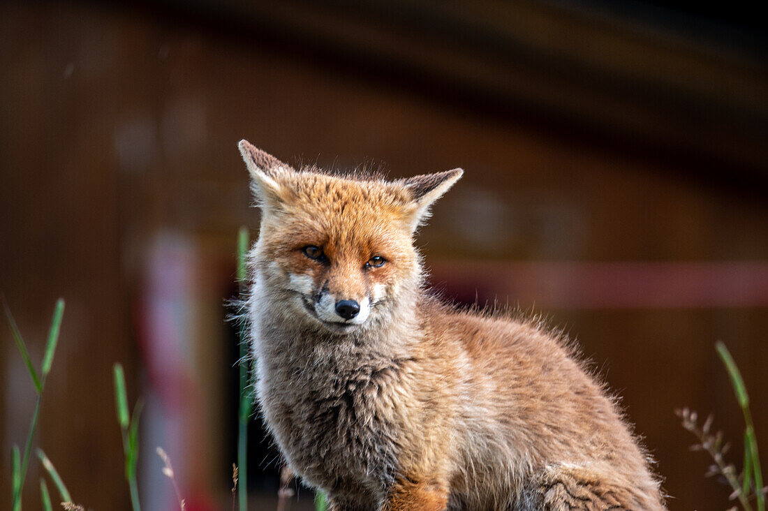  Red fox (Vulpes vulpes) in the evening light near Weisssee, Hohe Tauern National Park, Salzburg, Austria 