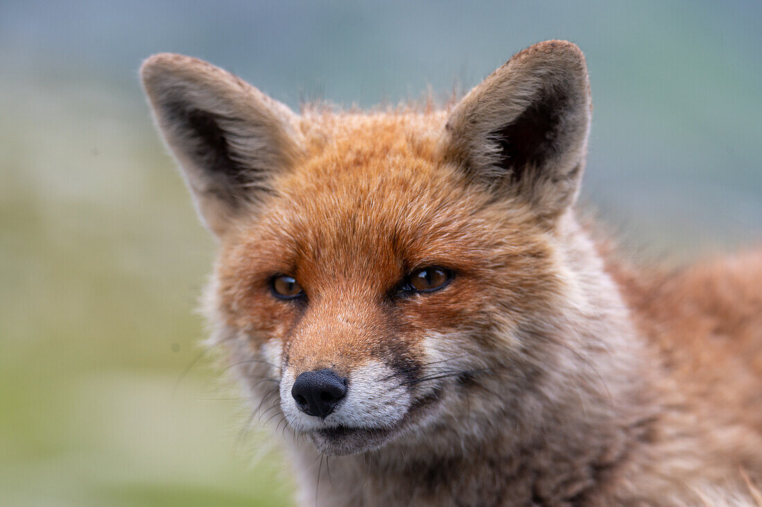 Rotfuchs (Vulpes vulpes) im Abendlicht beim Weisssee, Nationalpark Hohe Tauern, Salzburg, Österreich