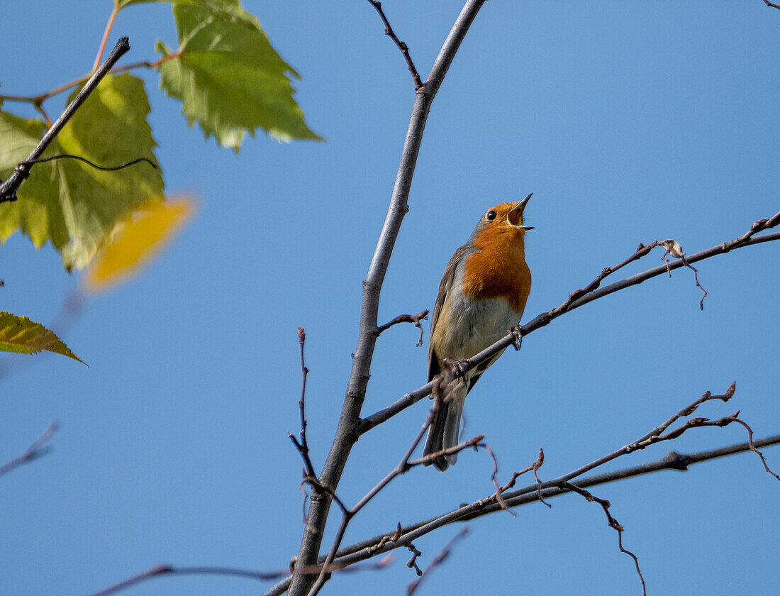 Robin (Erithacus rubecula) singing on a branch