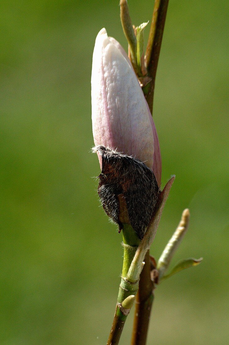 A mallow bud