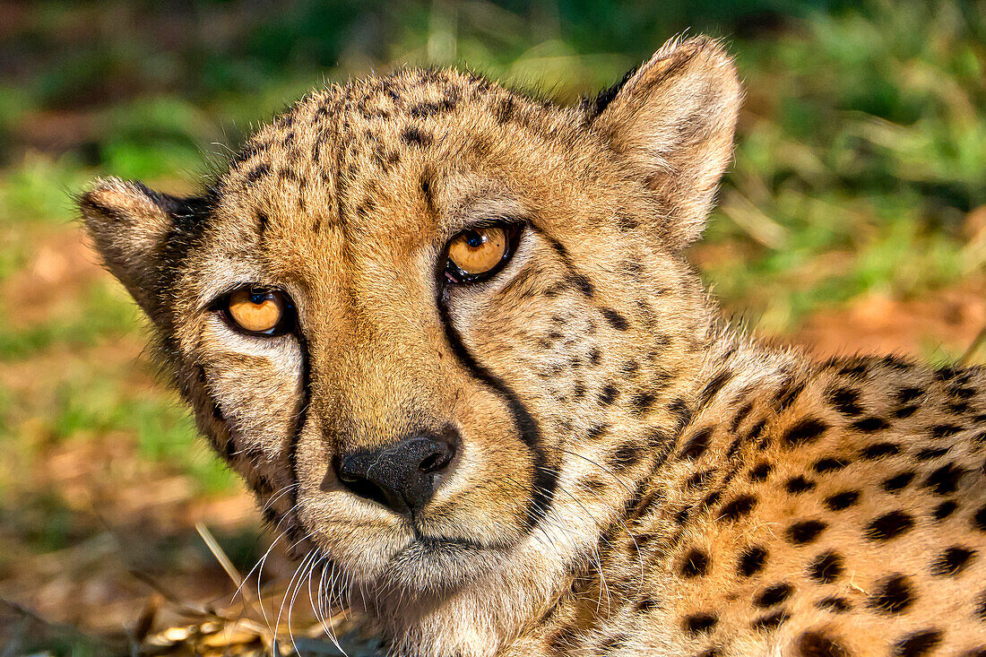  Gepard, Acinonyx jubatus, Guepard, De Wildt Cheetah Centre, Südafrika, Afrika 