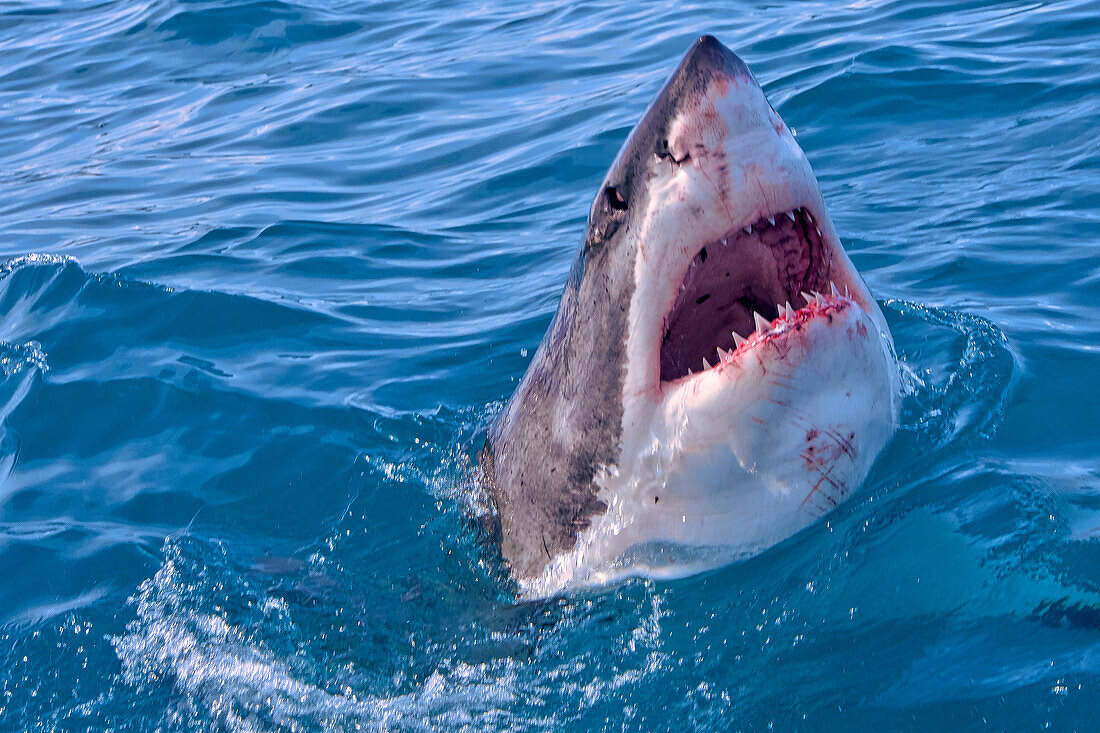  Weißer Hai, Carcharodon carcharias, Gansbaai, Westkap, Südafrika, Afrika 