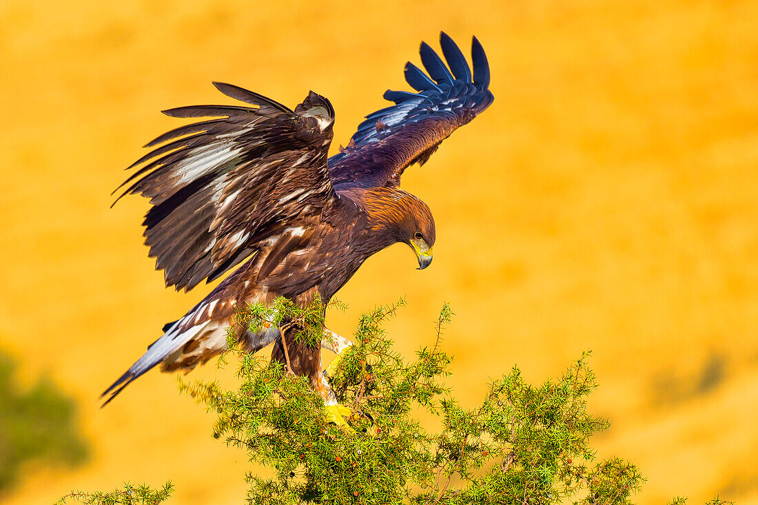  Steinadler, Aquila Chrysaetos, Spanischer Wald, Kastilien und Leon, Spanien, Europa 