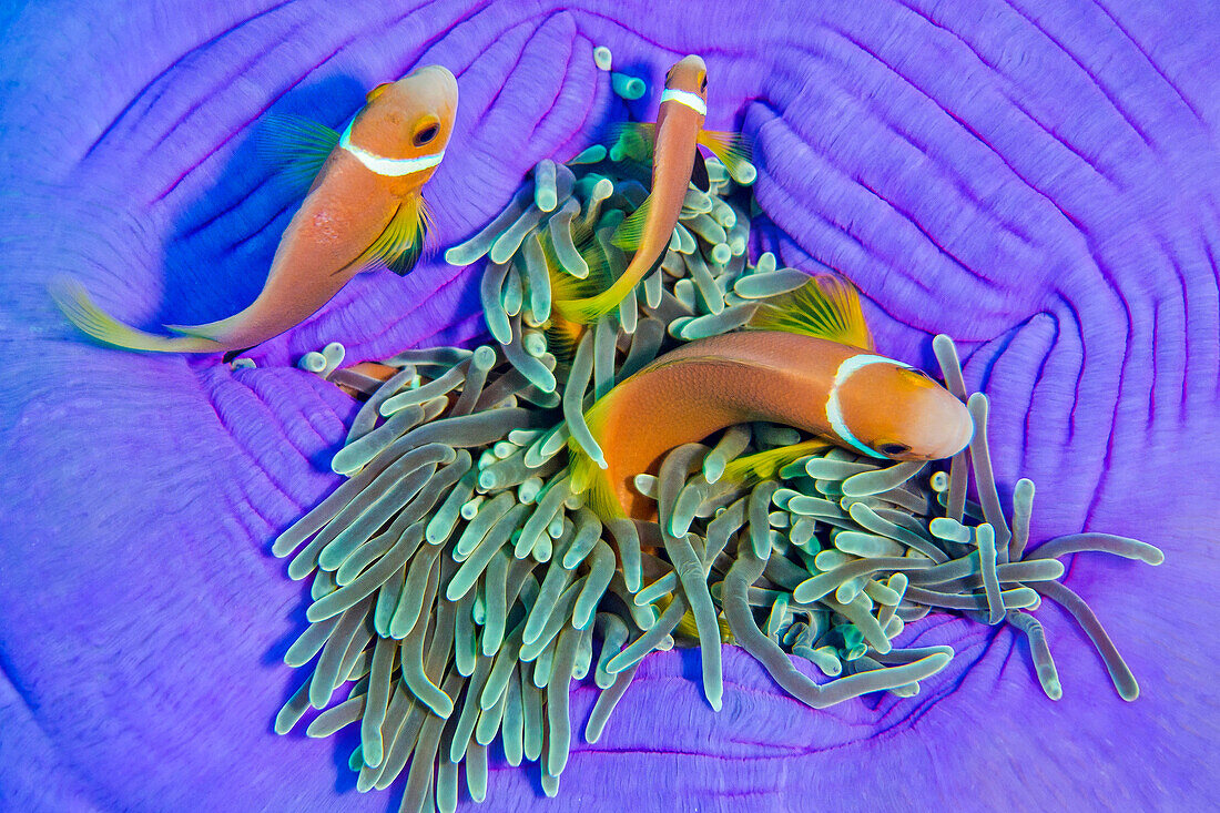  Schwarzflossen-Anemonenfisch, Amphiprion nigripes, Prächtige Seeanemone, Heteractis magnifica, Korallenriff, Süd-Ari-Atoll, Malediven, Indischer Ozean, Asien 