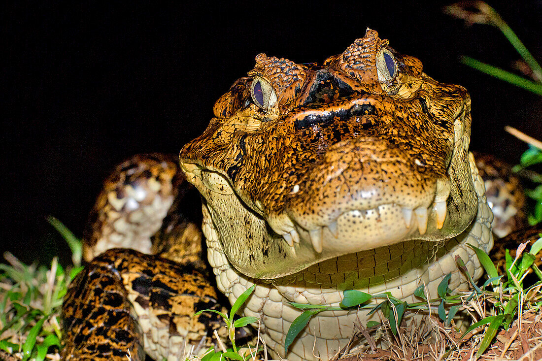  Brillenkaiman, Weißer Kaiman, Gemeiner Kaiman, Caiman crocodilus, Tropischer Regenwald, Costa Rica, Mittelamerika, Amerika 