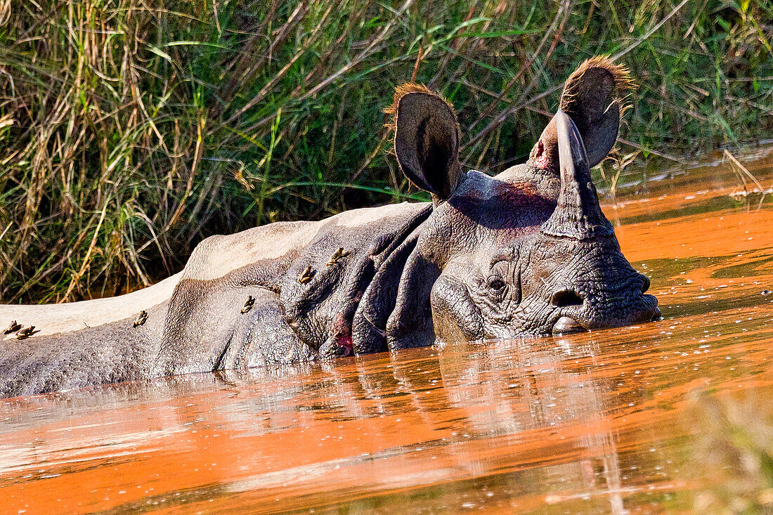  Panzernashorn, Indisches Nashorn, Asiatisches Nashorn, Rhinoceros unicornis, Feuchtgebiete, Royal Bardia Nationalpark, Bardiya Nationalpark, Nepal, Asien 