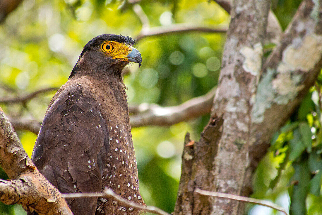  Schlangenadler mit Haube, Spilornis Cheela, Wilpattu Nationalpark, Sri Lanka, Asien 