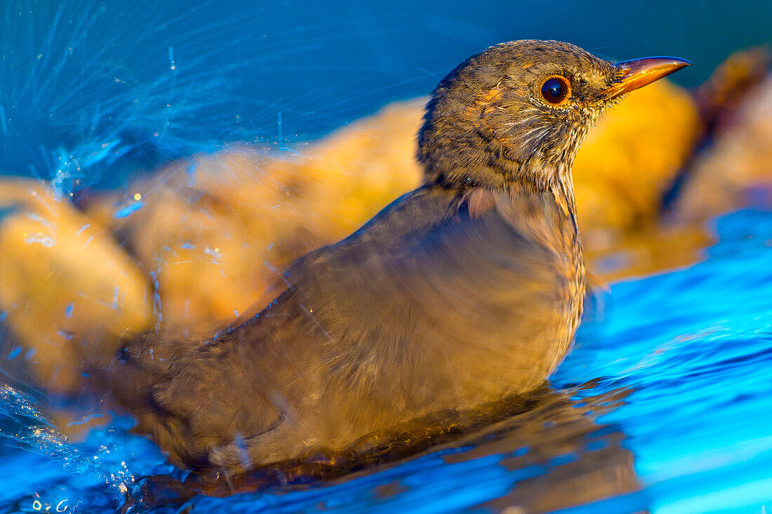  Amsel, Turdus merula, Waldteich, Spanischer Wald, Kastilien und Leon, Spanien, Europa 