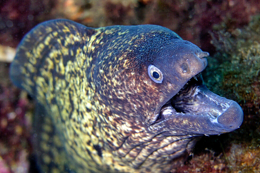  Mittelmeermuräne, Muraena helena, Naturpark Cabo Cope-Puntas del Calnegre, Mittelmeer, Murcia, Spanien, Europa 