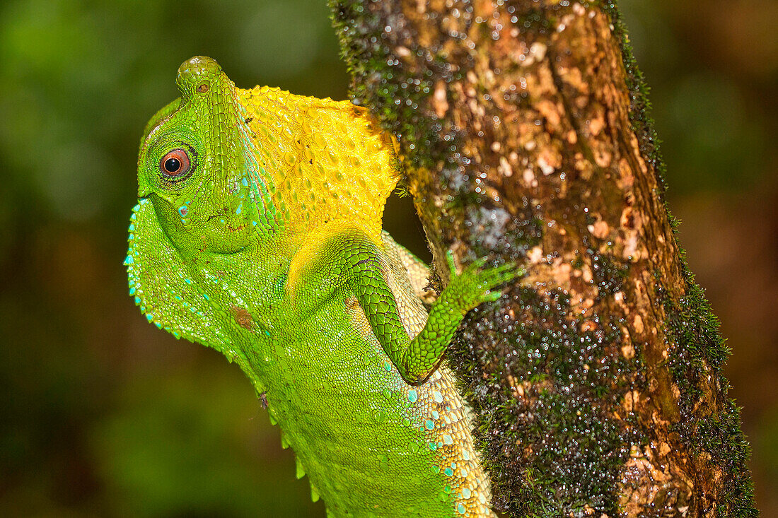  Buckelnasenechse, Lyriocephalus scutatus, Regenwald im Sinharaja-Nationalpark, Weltkulturerbe, UNESCO, Biosphärenreservat, Nationales Wildnisgebiet, Sri Lanka, Asien 