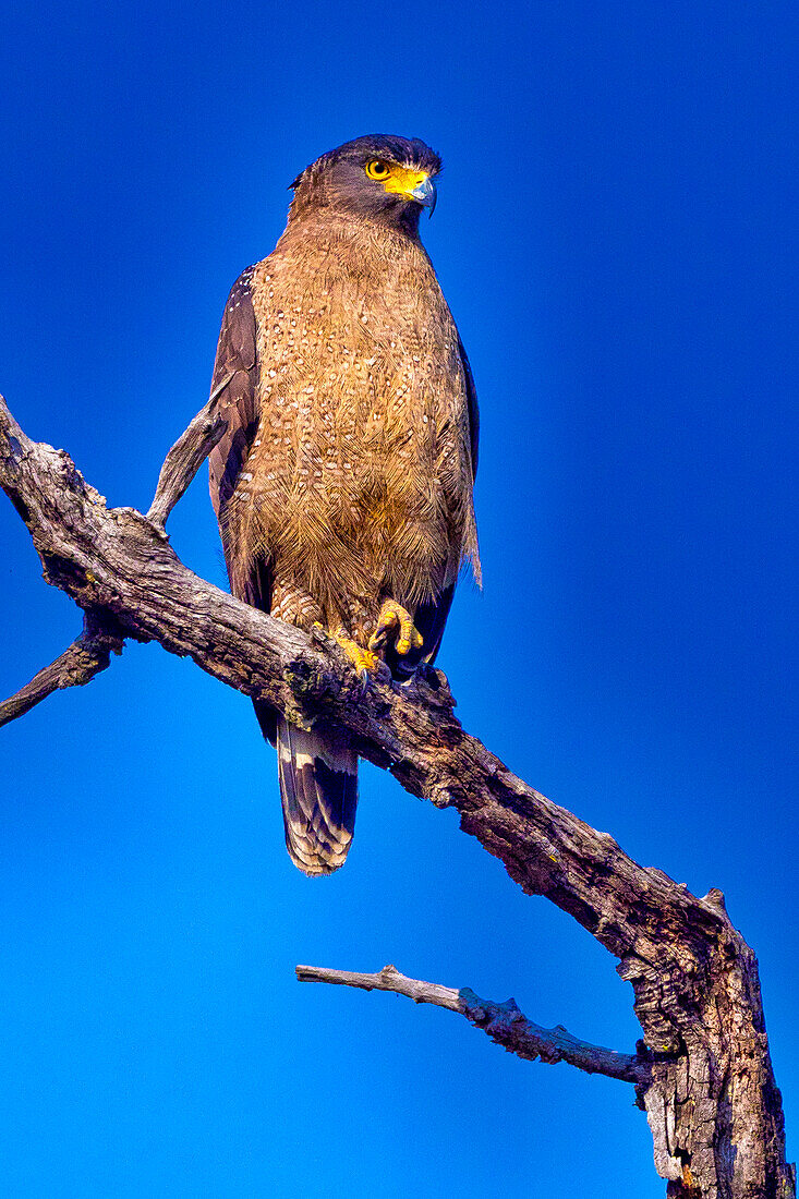  Schlangenadler mit Haube, Spilornis cheela, Royal Bardia Nationalpark, Bardiya Nationalpark, Nepal, Asien 