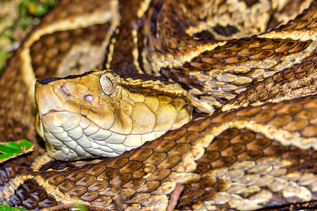  Fer-de-lance Viper, Terciopelo Viper, Bothrops asper, Tropischer Regenwald, Costa Rica, Mittelamerika, Amerika 