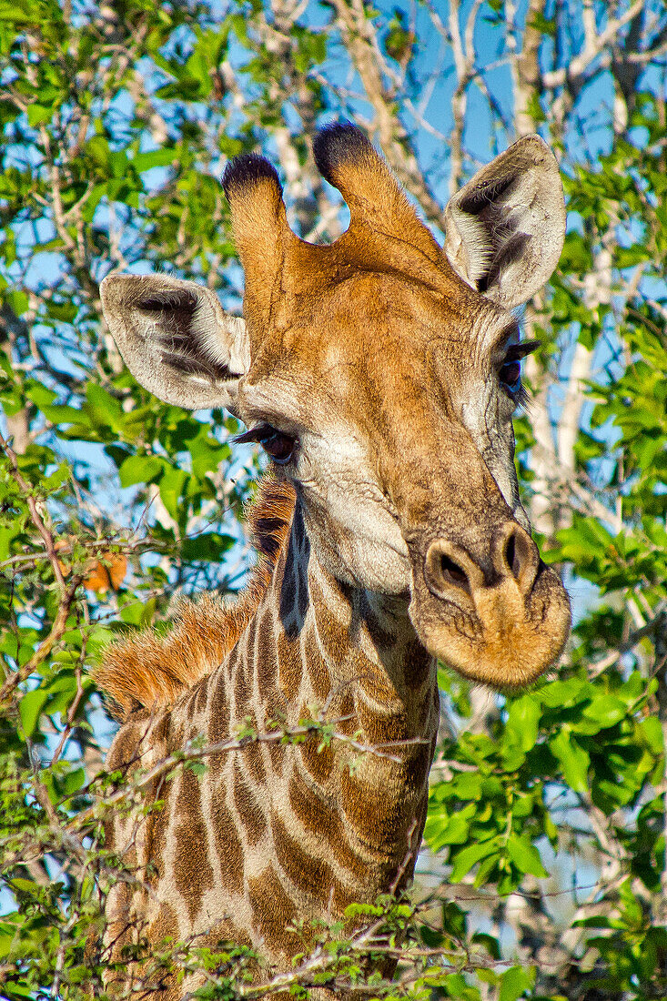  Giraffe, Giraffa Camelopardis, Krüger Nationalpark, Südafrika, Afrika 