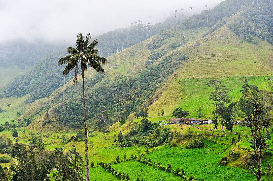 Berglandschaft im Nebel im Valle de Cocora, bei Solento, Hochtal in den Anden, Departement Quindío, Kolumbien, Südamerika