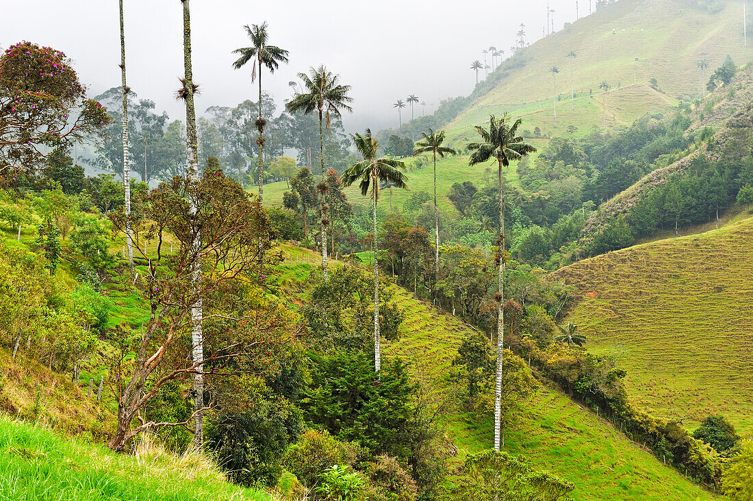 Berglandschaft im Nebel im Valle de Cocora, bei Solento, Hochtal in den Anden, Departement Quindío, Kolumbien, Südamerika