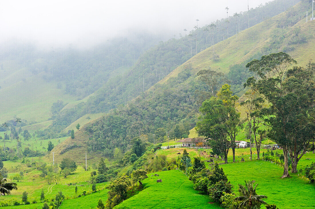 Berglandschaft im Nebel im Valle de Cocora, bei Solento, Hochtal in den Anden, Departement Quindío, Kolumbien, Südamerika