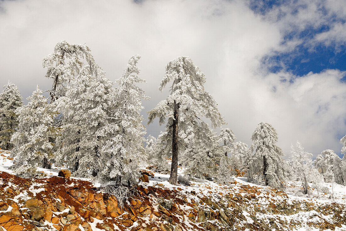 Troodos mountain in winter,Cyprus,Eastern Mediterranean Sea island,Eurasia