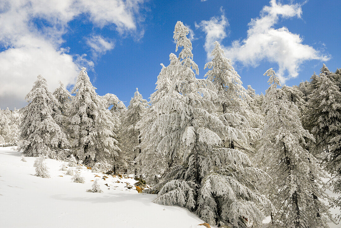 Troodos-Gebirge im Winter, Zypern, Insel im östlichen Mittelmeer, Eurasien