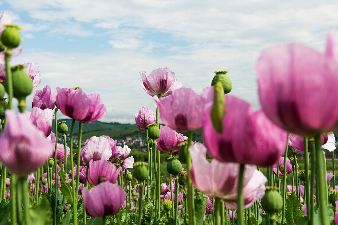  Opium poppy (Papaver somniferum), opium poppy field, Erlenbach, near Heilbronn, Baden-Württemberg, Germany 