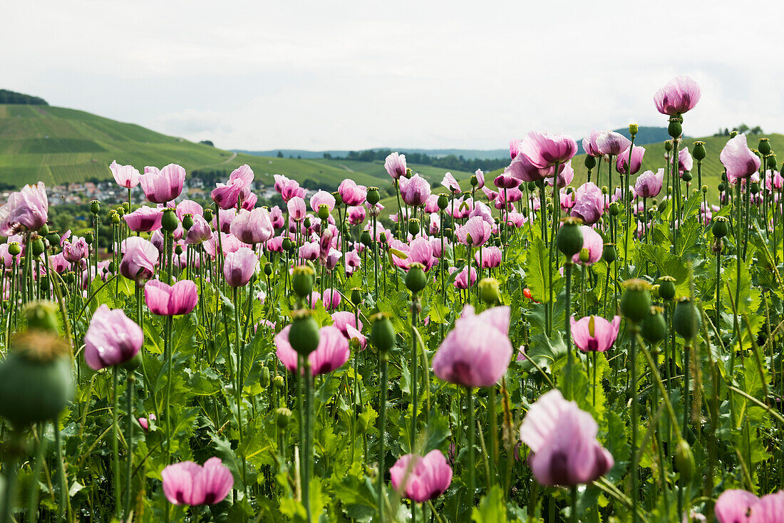  Opium poppy (Papaver somniferum), opium poppy field, Erlenbach, near Heilbronn, Baden-Württemberg, Germany 