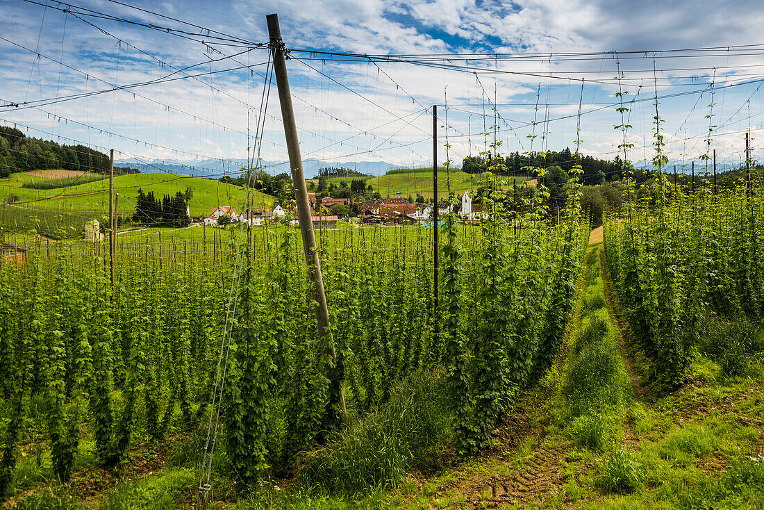  Hop garden, hop cultivation, hop plantation, Neukirch, near Tettnang, Upper Swabia, Lake Constance, Baden-Württemberg, Germany 