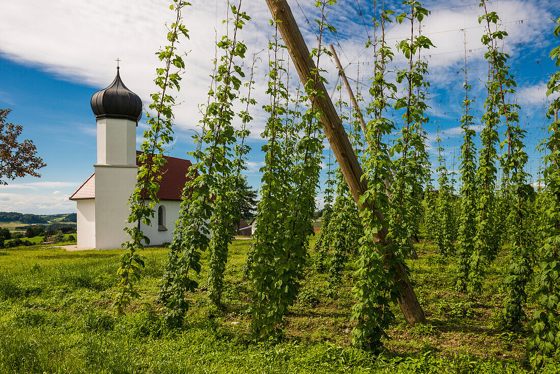 Kapelle und Hopfengärten, Hopfenanbau, Hopfenplantage, Kapelle St. Georg, Georgskapelle, Dietmannsweiler, bei Tettnang, Oberschwaben, Bodensee, Baden-Württemberg, Deutschland