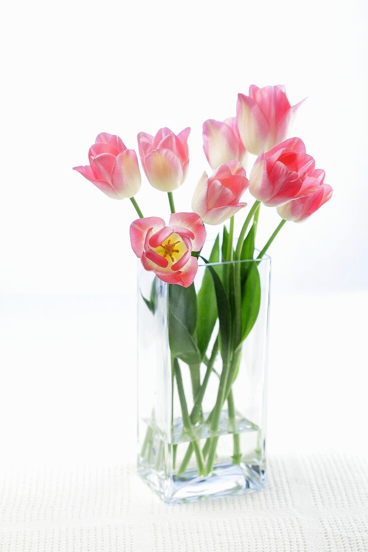 Pink tulips in a glass vase