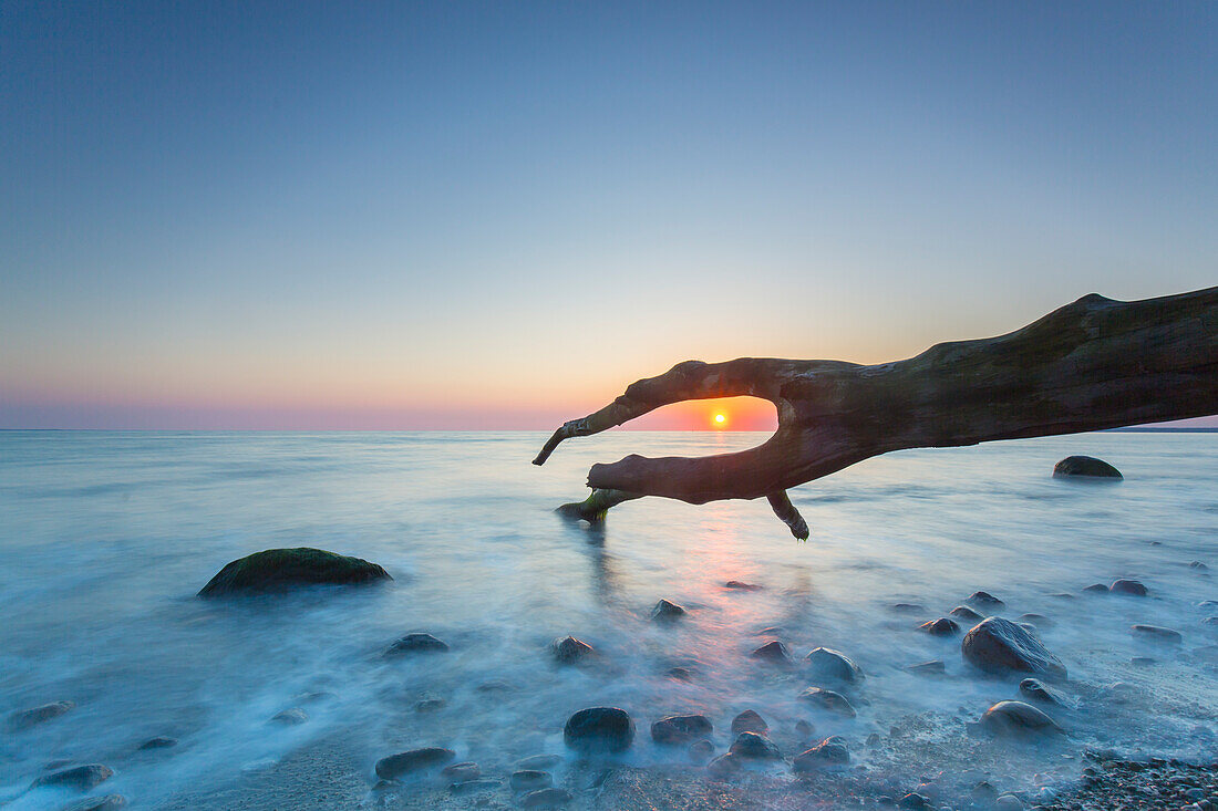  Dead tree at sunrise on the Brodtener Steilufer on the Baltic Sea, Schleswig-Holstein, Germany 