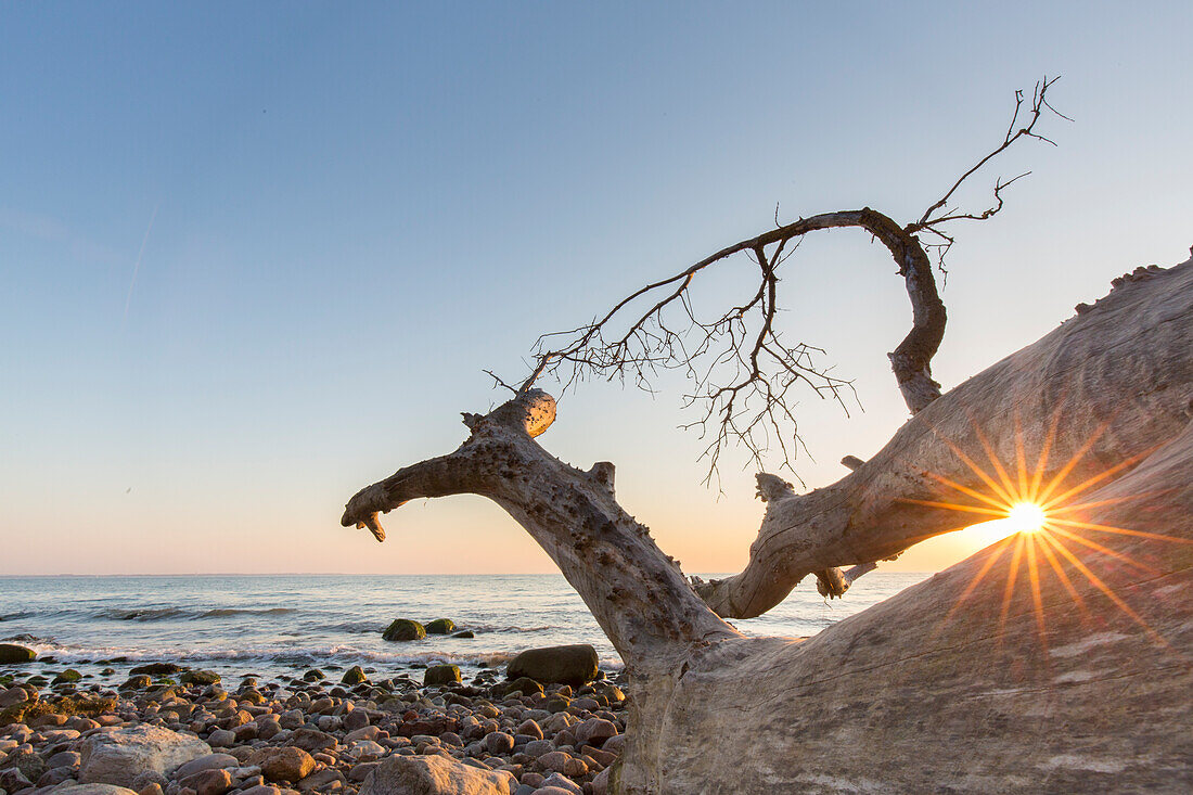 Toter Baum zum Sonnenaufgang am Brodtener Steilufer an der Ostsee, Schleswig-Holstein, Deutschland