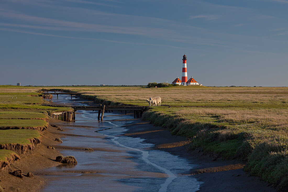 Leuchtturm Westerhever, mit Schafen, Westerheversand, Halbinsel Eiderstedt, Nordfriesland, Nationalpark Wattenmeer, UNESCO Weltnaturerbe, Schleswig-Holstein, Deutschland