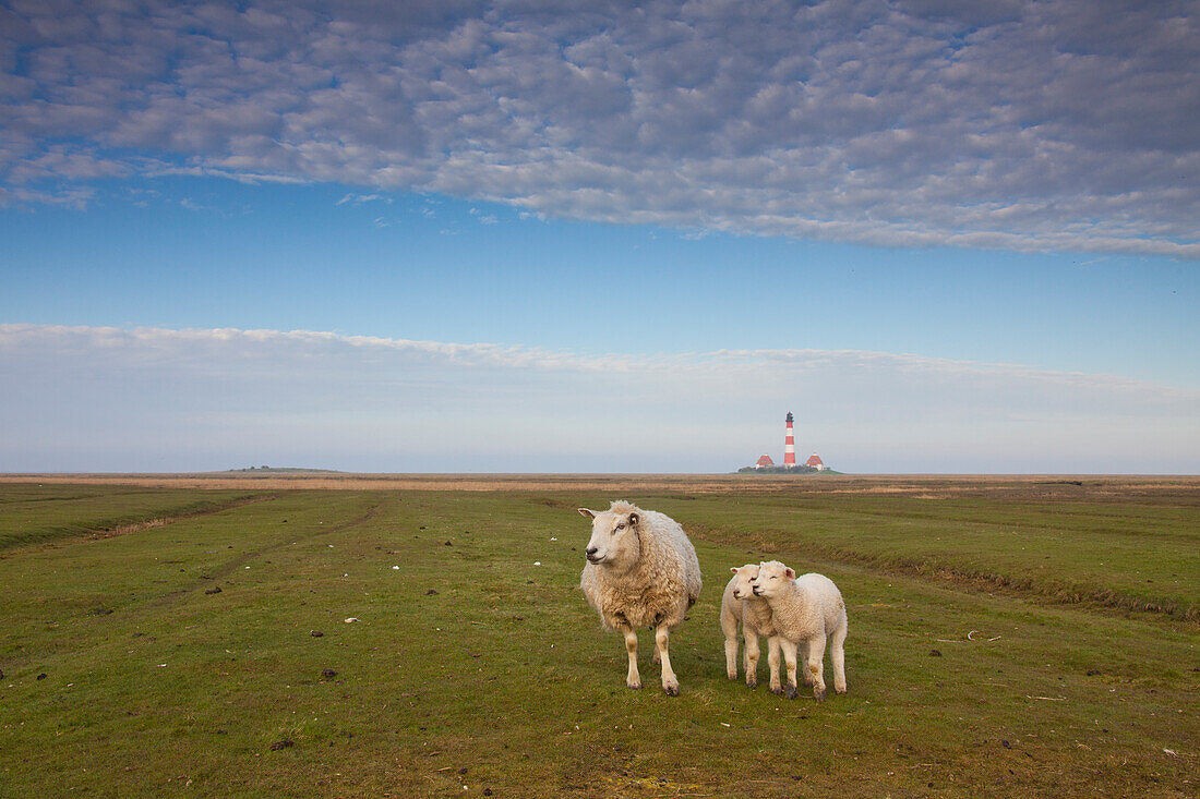 Leuchtturm Westerheversand, Schafe, Ovis orientalis aries, Westerhever, Eiderstedt, Nordfriesland, Schleswig-Holstein, Deutschland