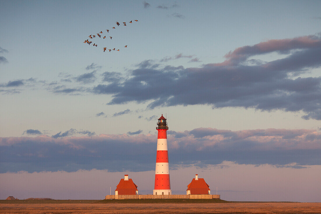 Leuchtturm Westerhever und fliegende Nonnengänse, Branta leucopsis, Nationalpark Wattenmeer, Nordfriesland, Schleswig-Holstein, Deutschland