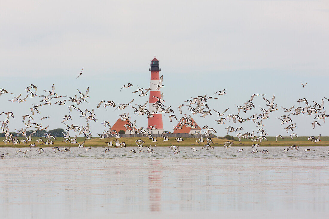  Oystercatcher, Haematopus ostralegus, in front of the Westerhever lighthouse, Wadden Sea National Park, North Frisia, Schleswig-Holstein, Germany 