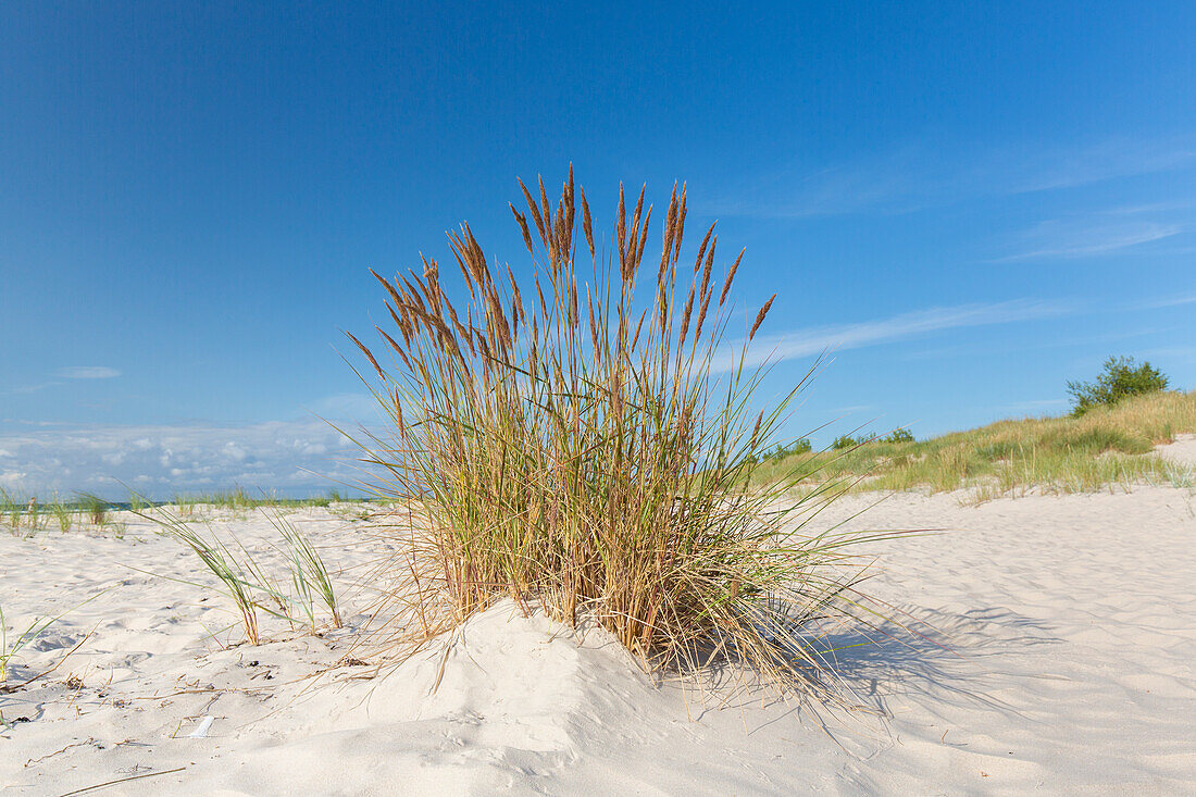  Beach at Sandhammaren on the Baltic Sea, Skane, Sweden 