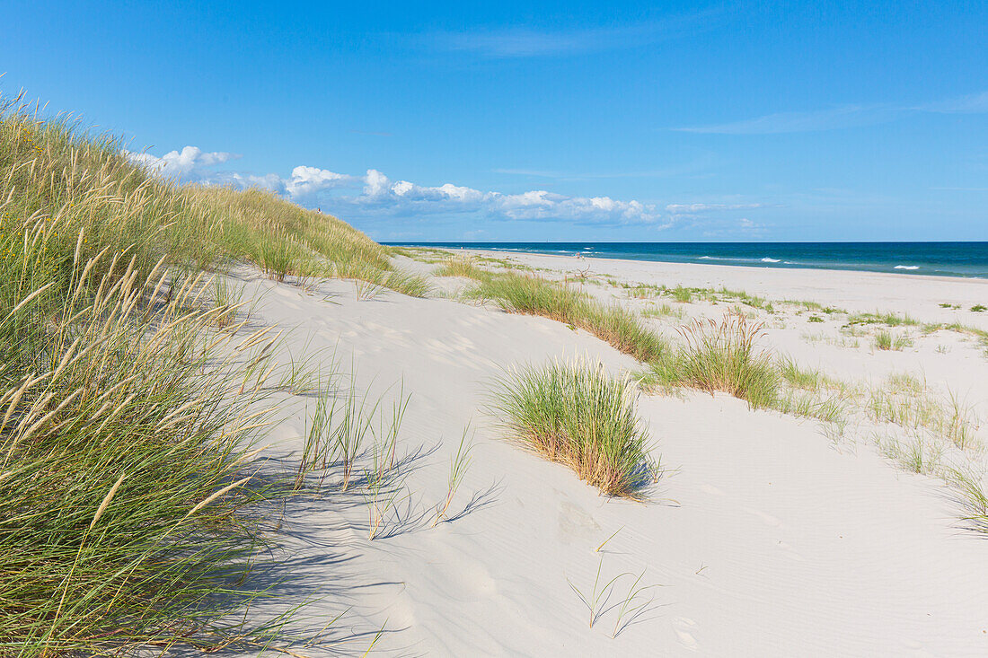  Beach at Sandhammaren on the Baltic Sea, Skane, Sweden 