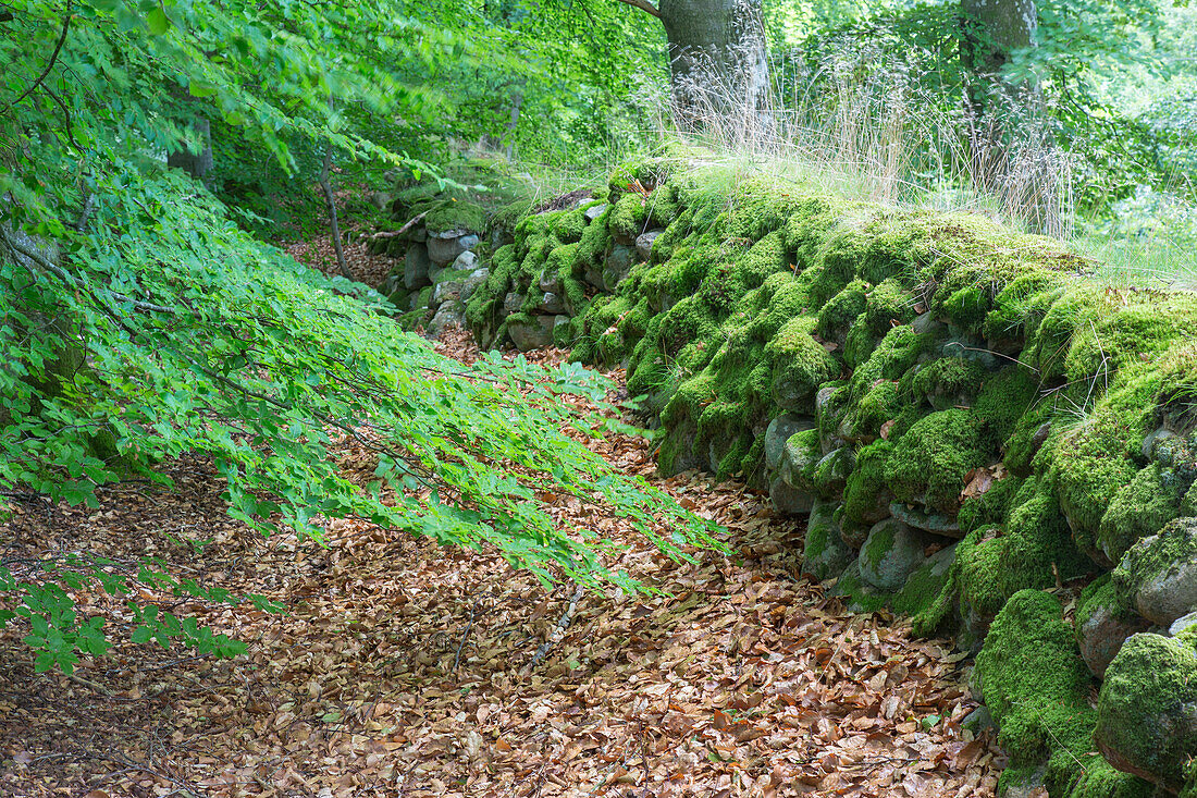  Old stone wall, Haeckeberga Nature Reserve, Skane, Sweden 