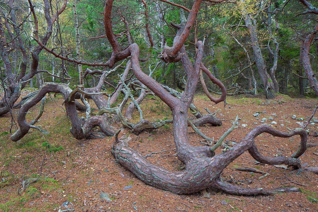  Scots pine, Pinus sylvestris, gnarled and rustically grown pines in the Trollskogen nature reserve, Oeland, Sweden 