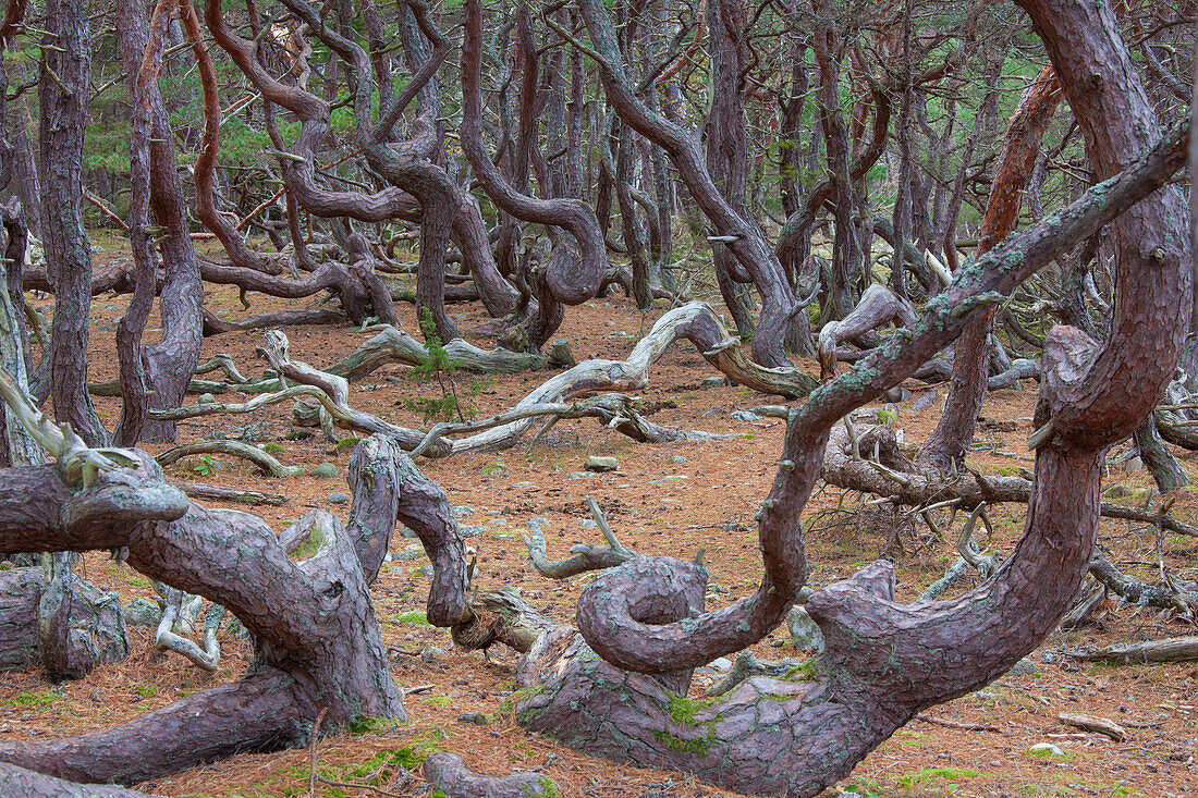  Scots pine, Pinus sylvestris, gnarled and rustically grown pines in the Trollskogen nature reserve, Oeland, Sweden 