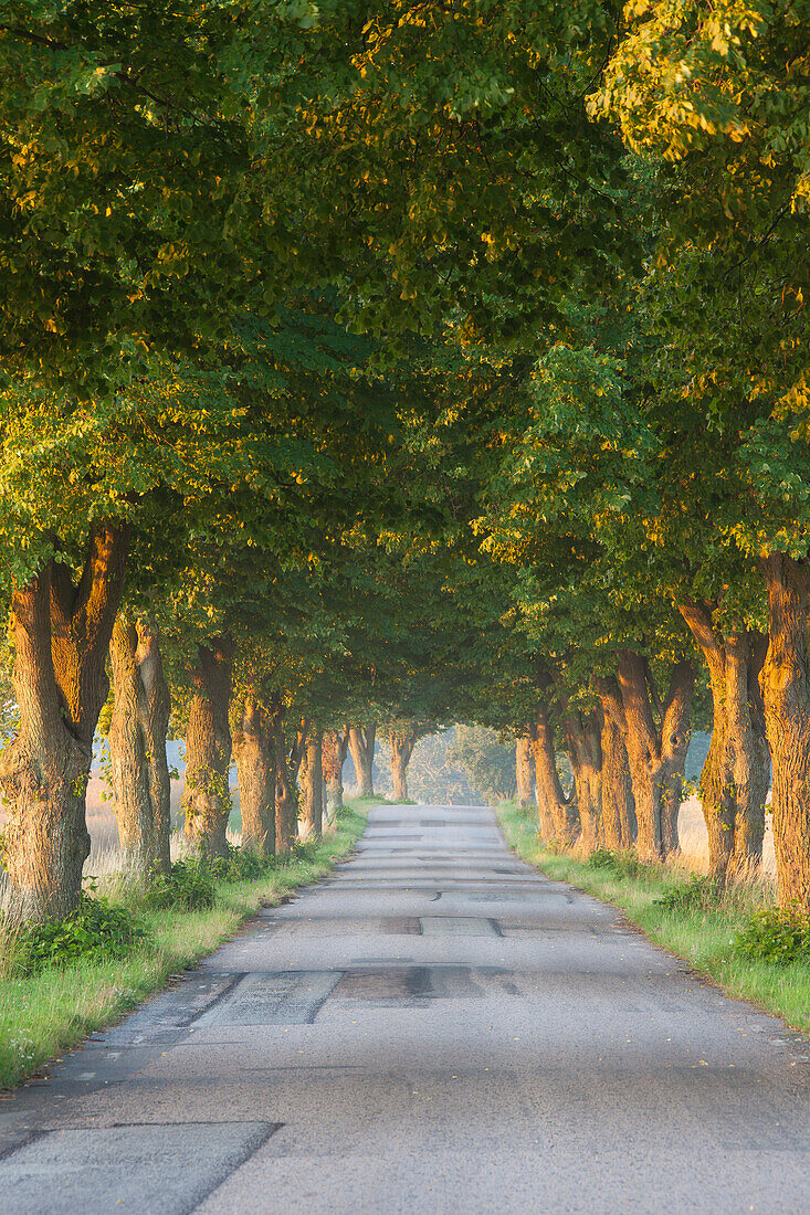  Silver linden, Tilia tomentosa, avenue, Scania province, Sweden 