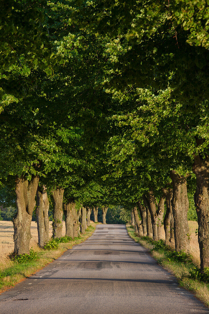  Linden, Tilia spec., solitary tree, Scania Province, Sweden 