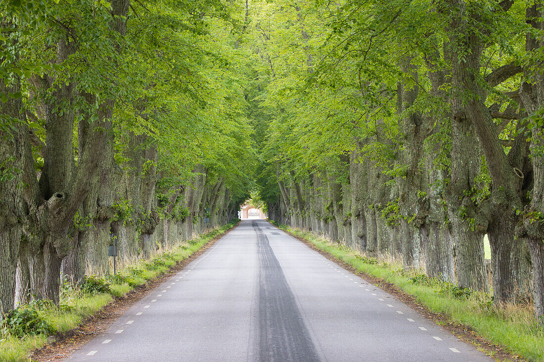  Silver linden, Tilia tomentosa, avenue, Scania province, Sweden 