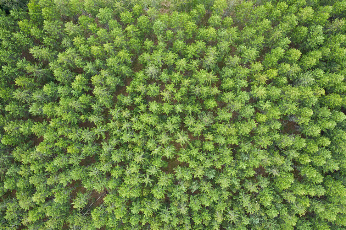  Aerial view of coniferous forest, summer, Dalarna, Sweden 