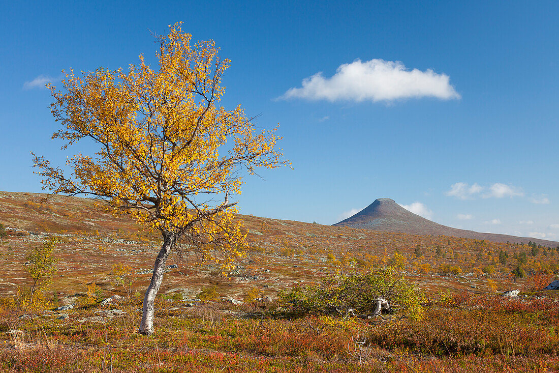  View from Nipfjaellet to mountain Staedjan, autumn, Dalarna, Sweden 