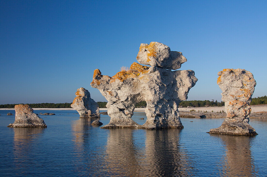  Limestone column in the Gamle Hamn nature reserve, Faroe Island, Gotland Island, Sweden 