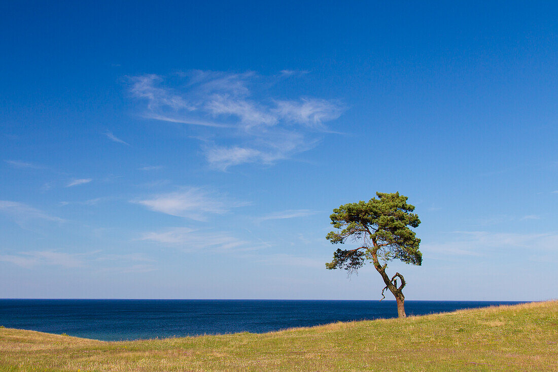 Kiefer, einsamer Baum, Haväng, Skåne, Schweden