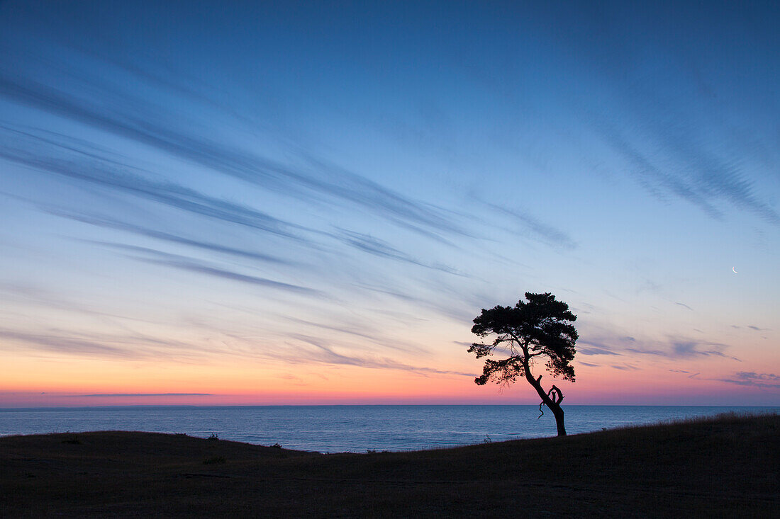  pine, Scots pine, Pinus sylvestris, lonely tree, summer, Havaeng, Skåne, Sweden 